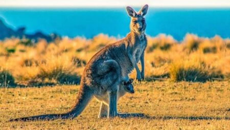 Avustralya’da ‘kanguru itlafı’ tartışmaları büyüyor