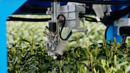 Robot çay toplayıcı çay hasadına katıldı