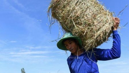 İklim değişikliği: Vietnam’da 44,1 dereceyle sıcaklık rekoru kırıldı